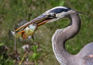 Blue Heron