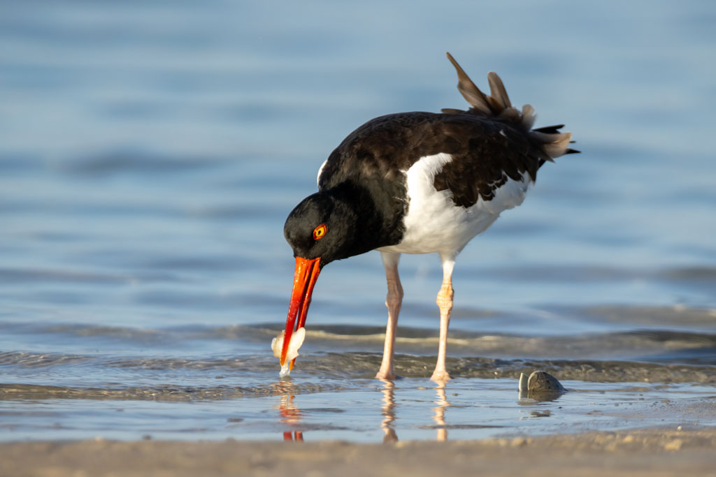 American Oystercatcher taken in Clearwater Florida