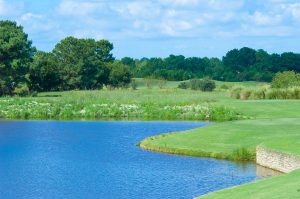 Thistle Downs