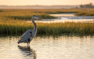 A Birder’s Paradise: Exploring the Coastal Aviary of Sunset Beach, North Carolina